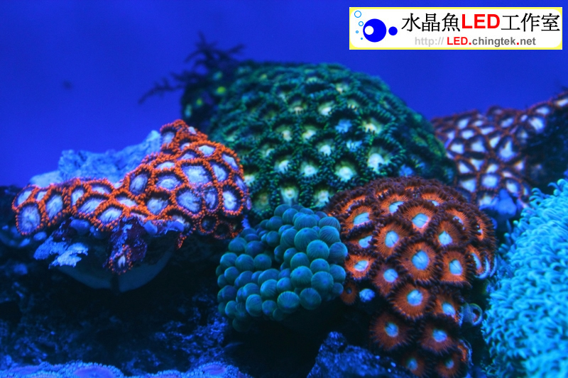 2呎(63cm ) LED水族燈- 全藍版 :　2呎 海水/軟體缸